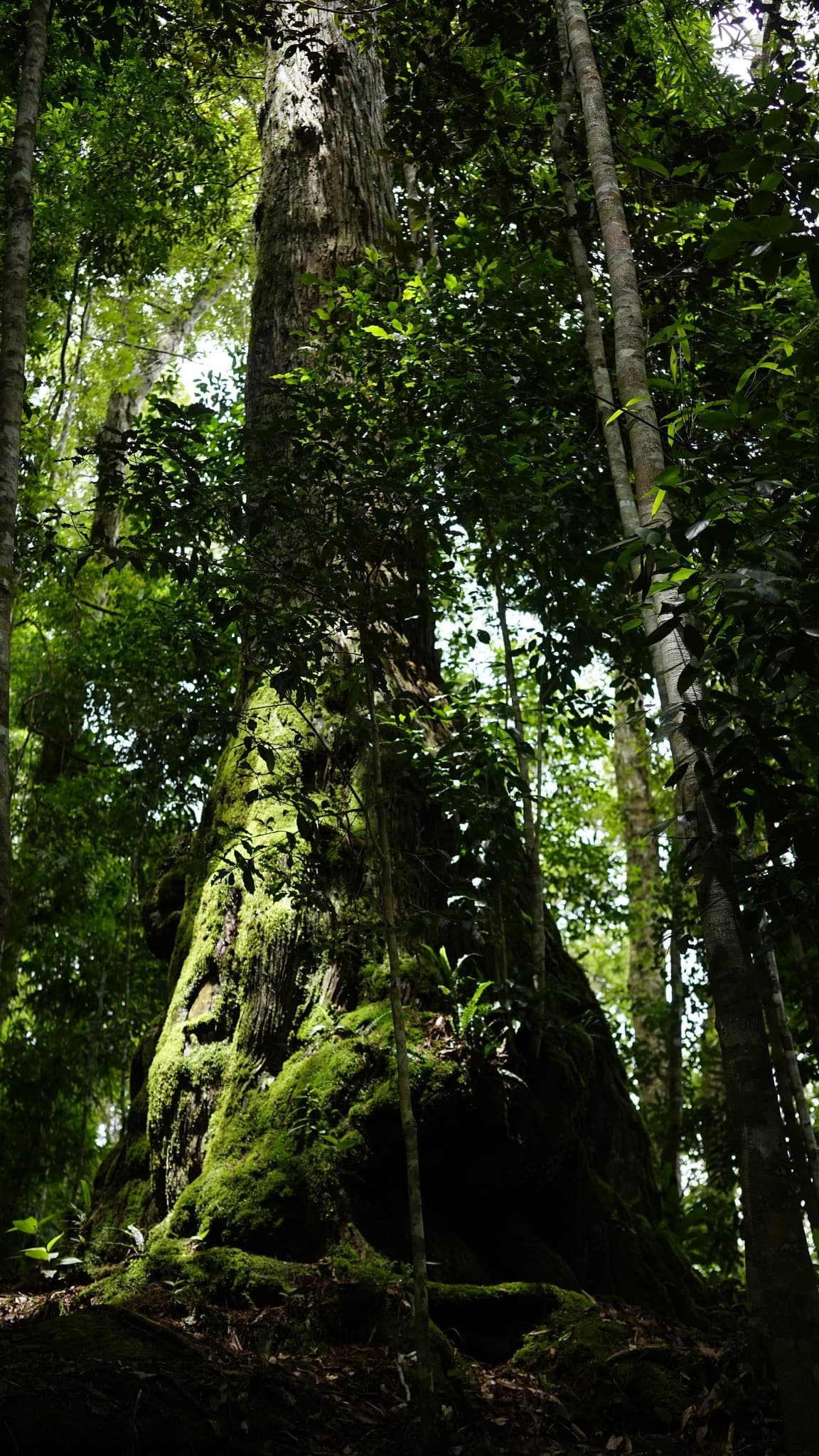 Rừng đầu nguồn