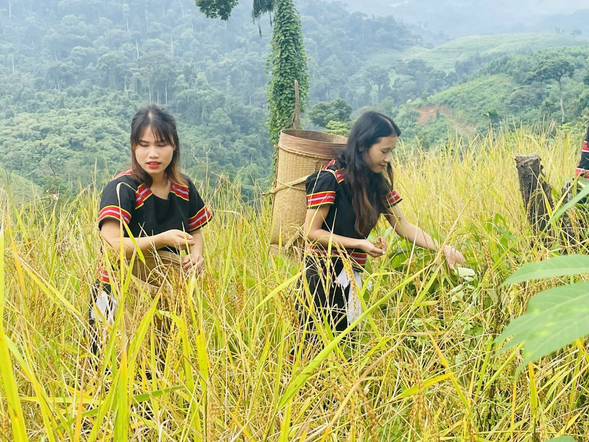 Lễ mừng lúa mới của người Ca Dong ở Trà Leng - Thanh âm đại ngàn giữa mùa lúa chín