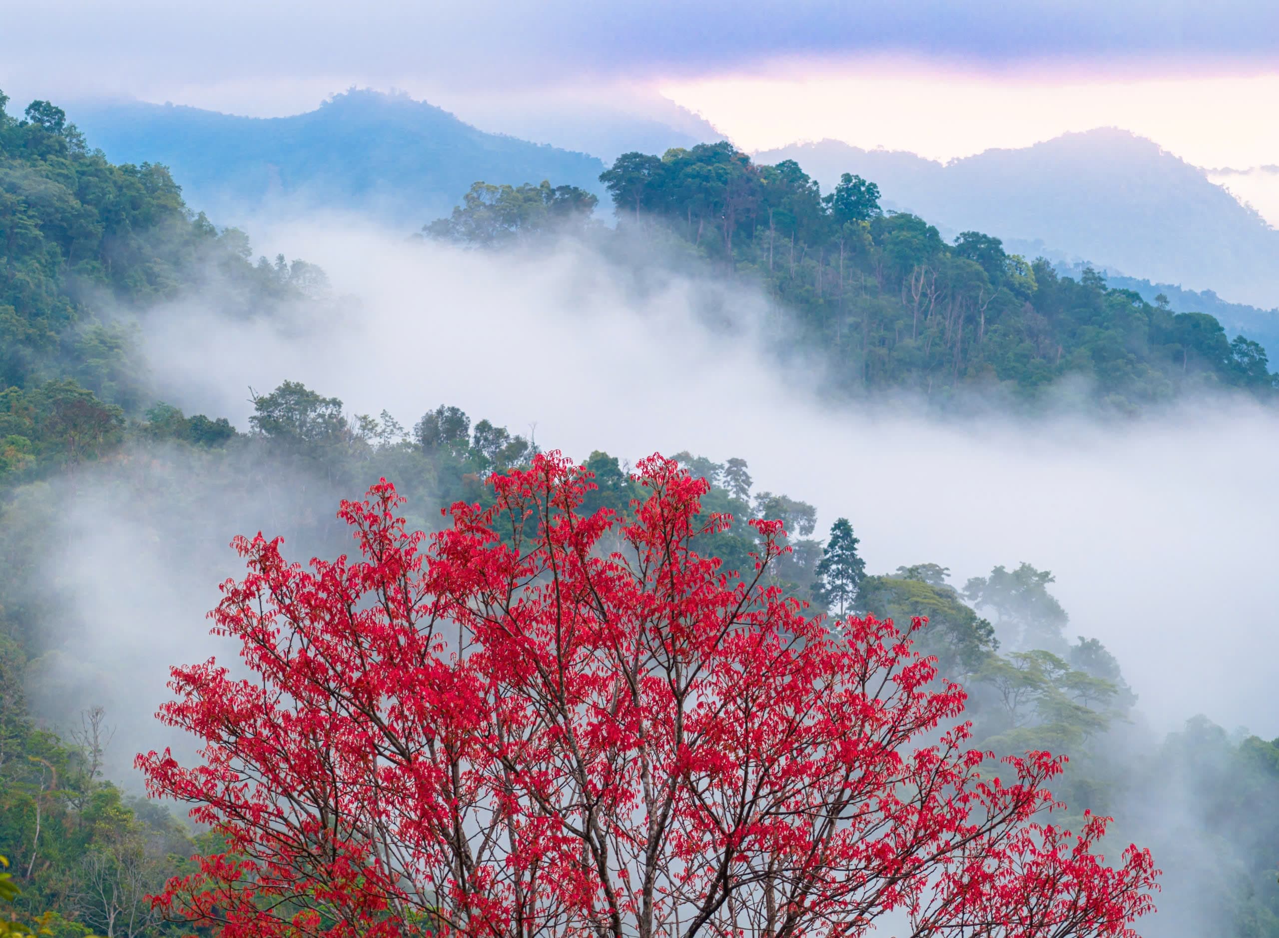 Trà Leng trong sắc núi và sương