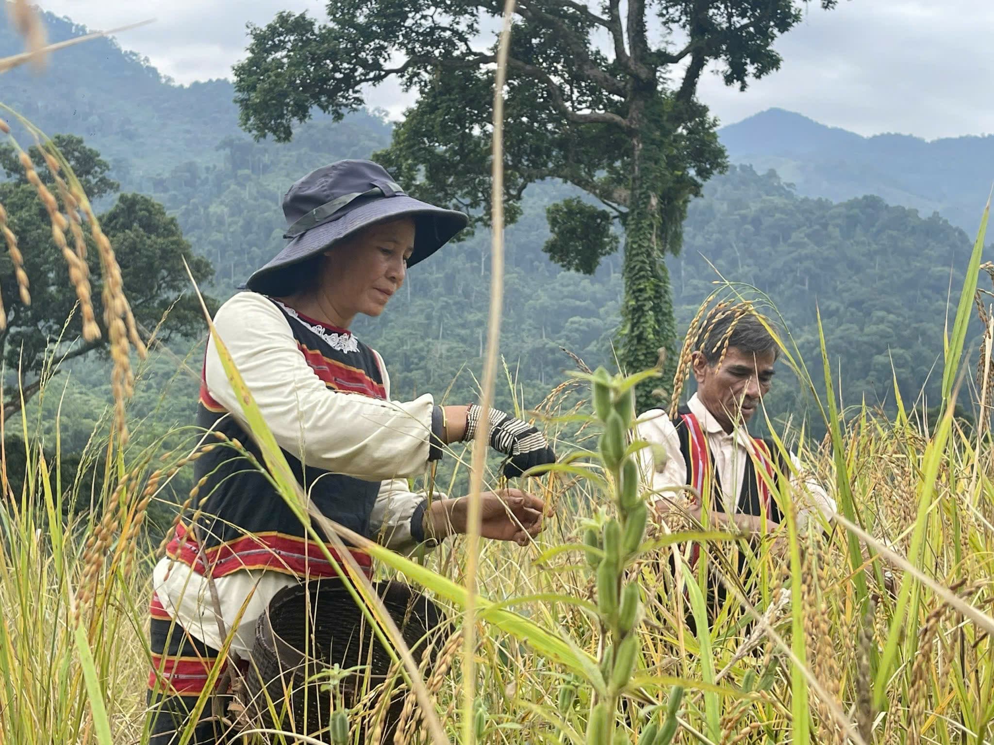 Những nếp sống cũ của người Ca Dong giữa núi rừng Trà Leng