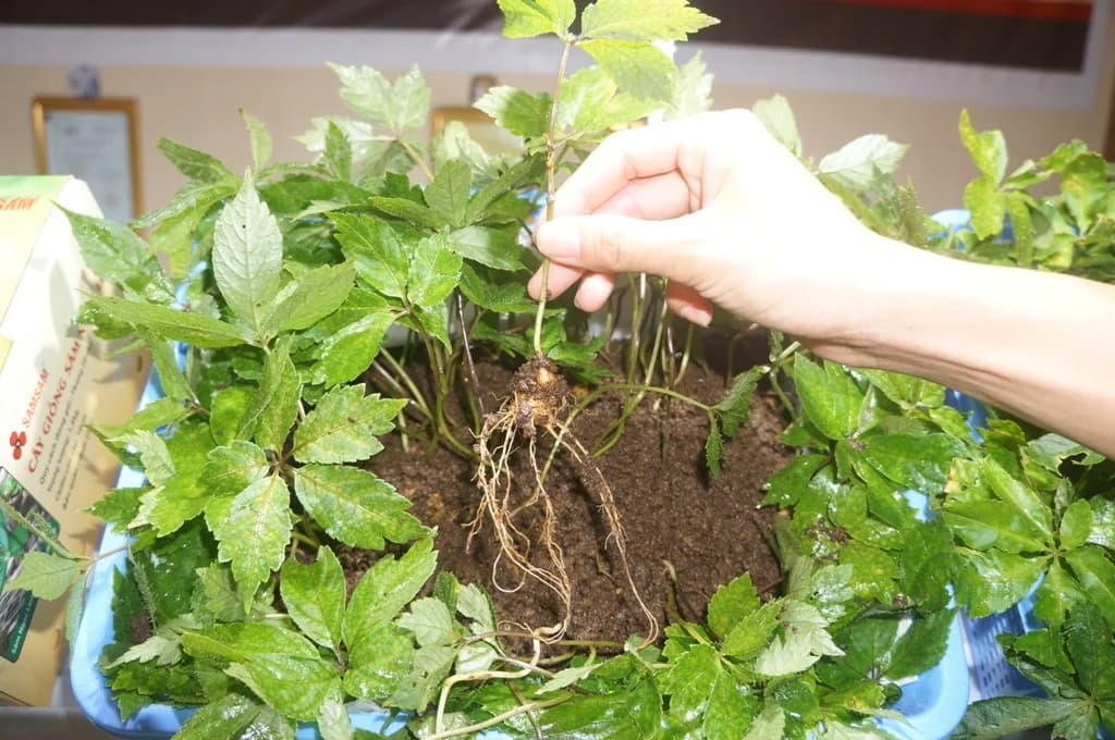 Da Nang promulgue un nouveau mécanisme pour promouvoir le développement du Sâm Ngọc Linh et des plantes médicinales pour la période 2026 – 2030