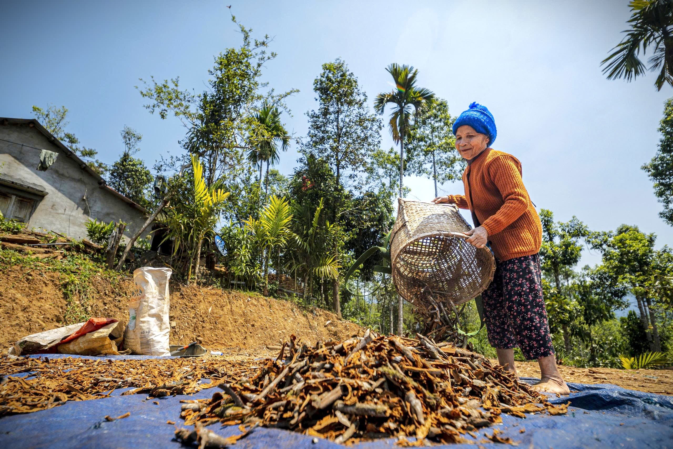De père en fils : La culture de la cannelle à Trà Leng à travers les générations