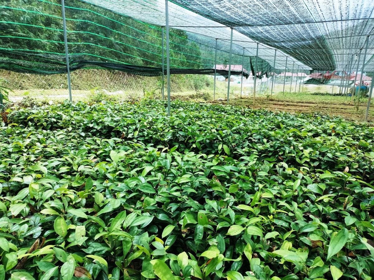 Vườn ươm giống