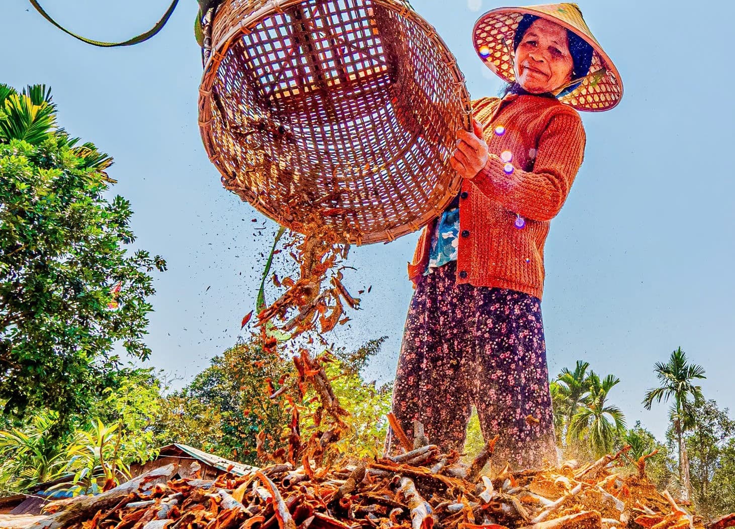 Bí quyết Chọn Quế Chuẩn
