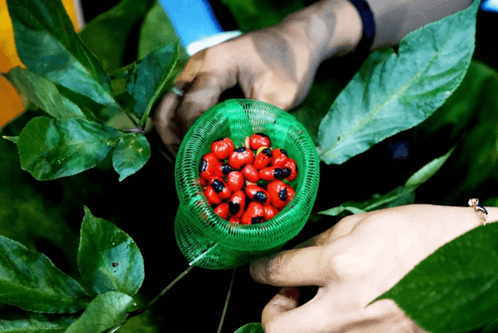Pourquoi le ginseng Ngoc Linh est-il considéré comme l'un des ginsengs les plus précieux au monde ?