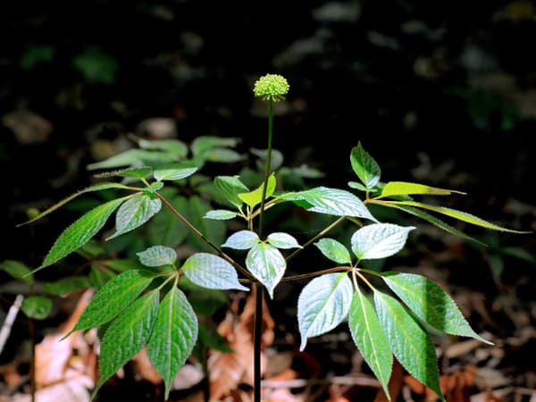 D'où vient le Sâm Ngọc Linh ? L'histoire de la Grande Forêt