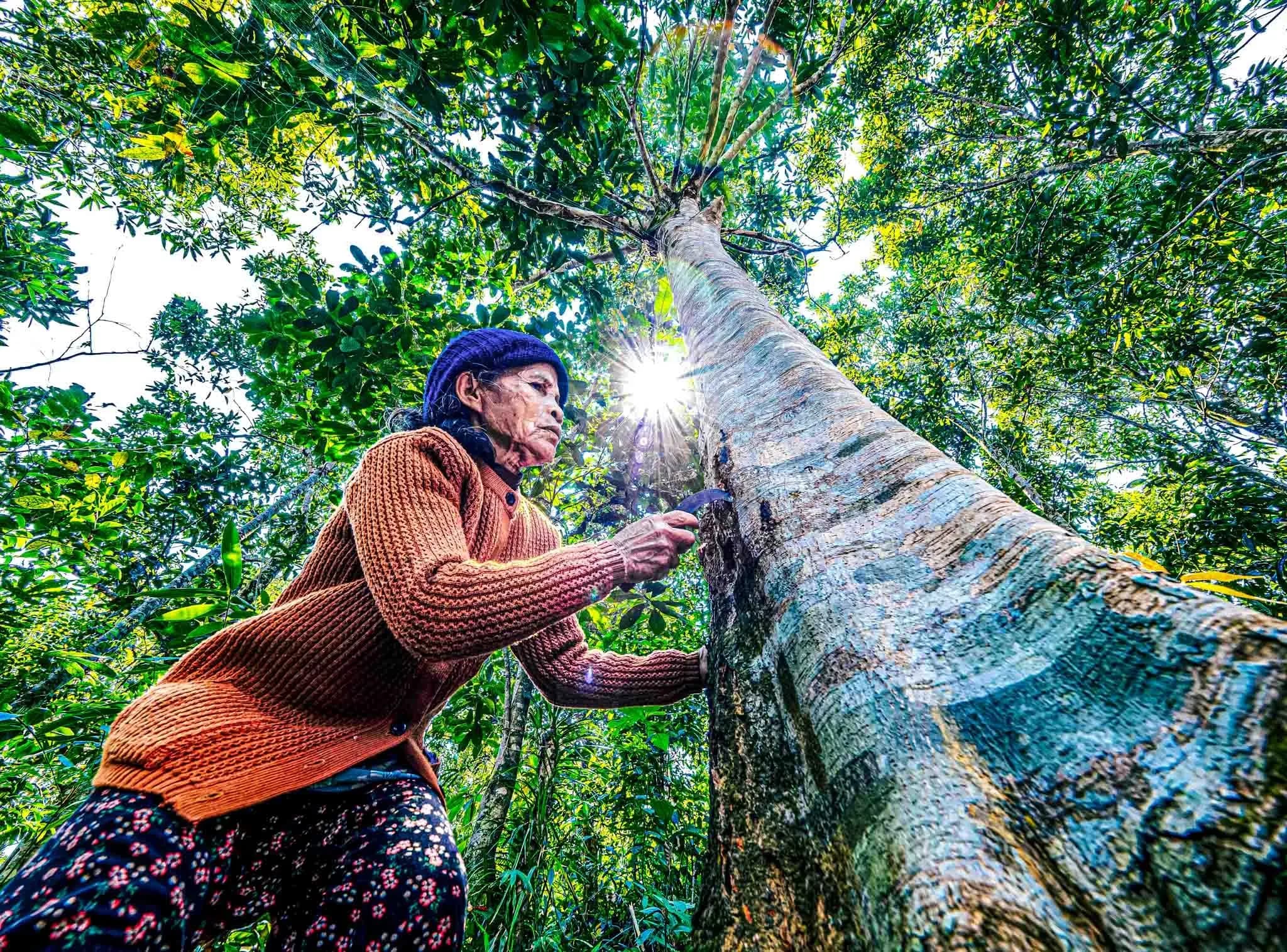 Quế Trà Leng et la voie de l'économie verte sous la canopée forestière