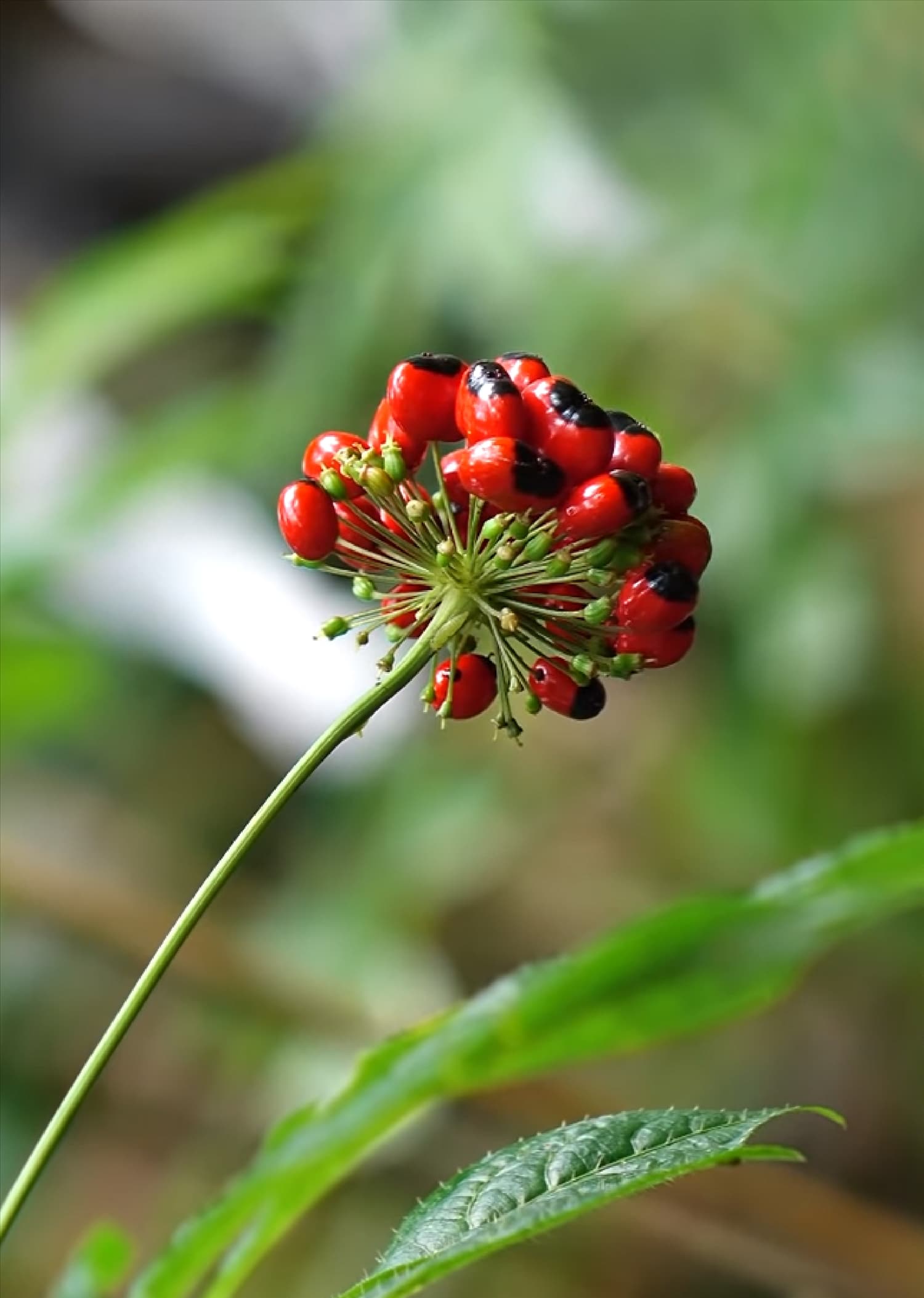 Combien d'années faut-il à une plante de ginseng pour mûrir ?