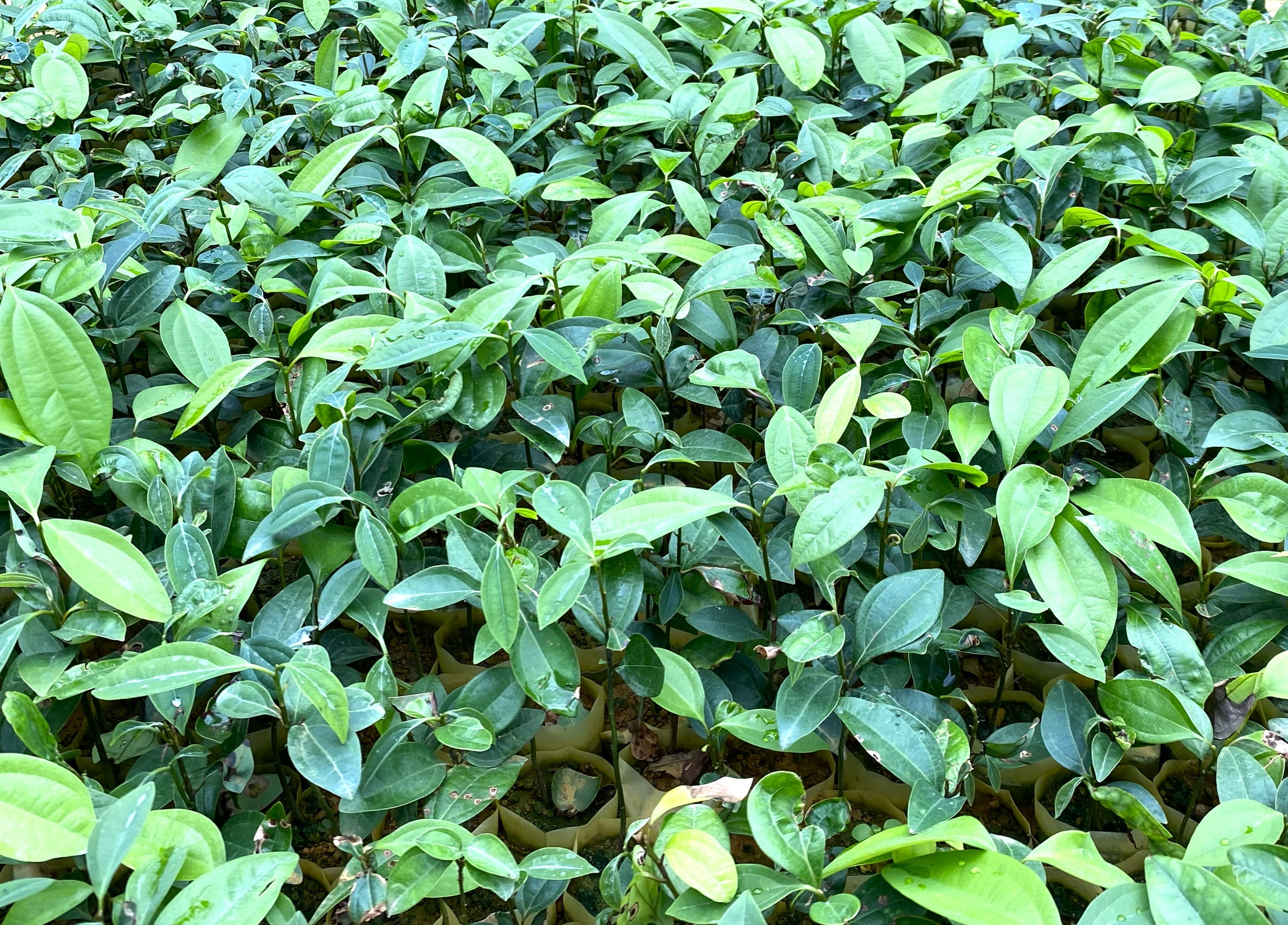 Ươm mầm cây quế