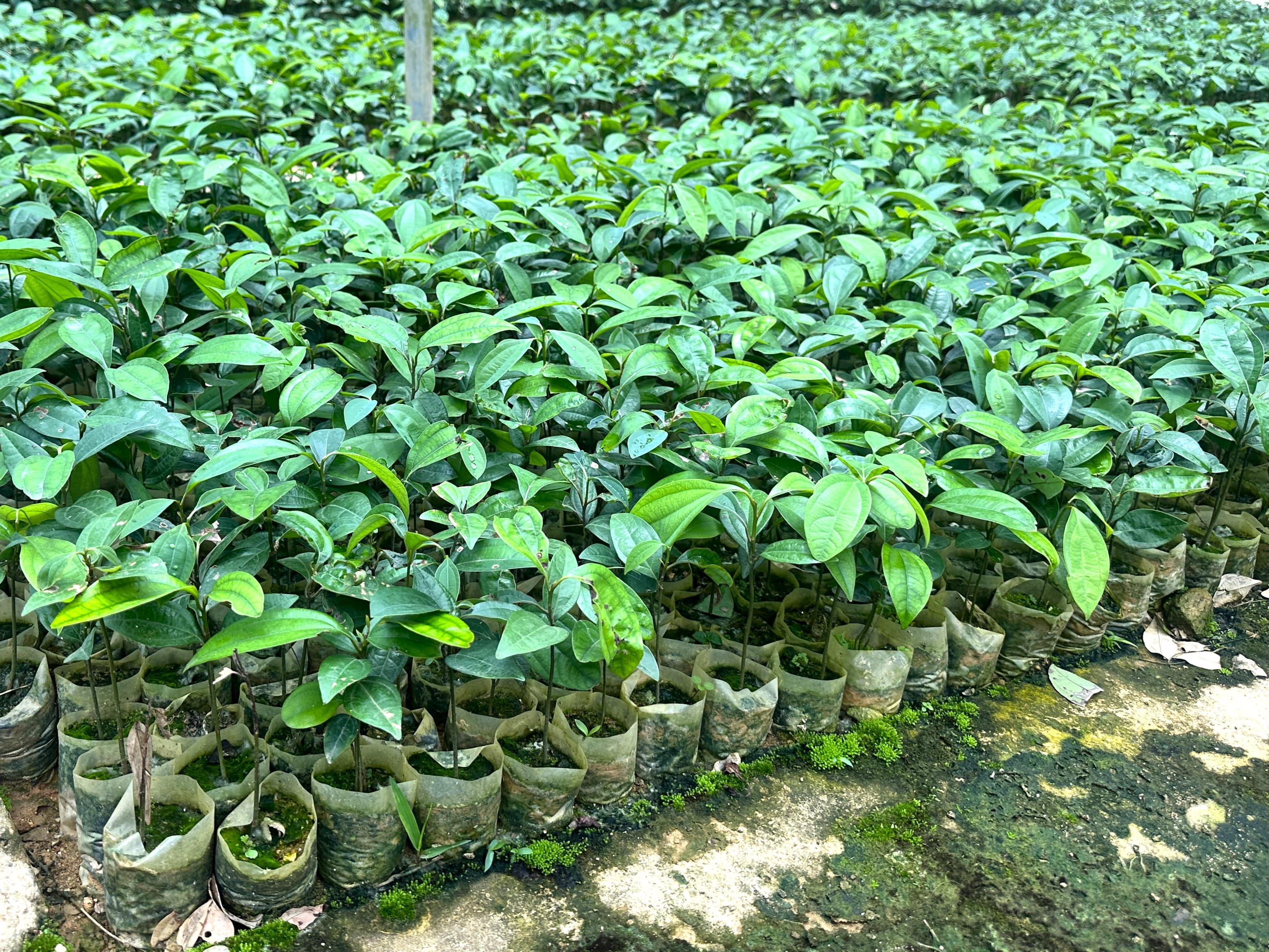 Ươm mầm cây quế