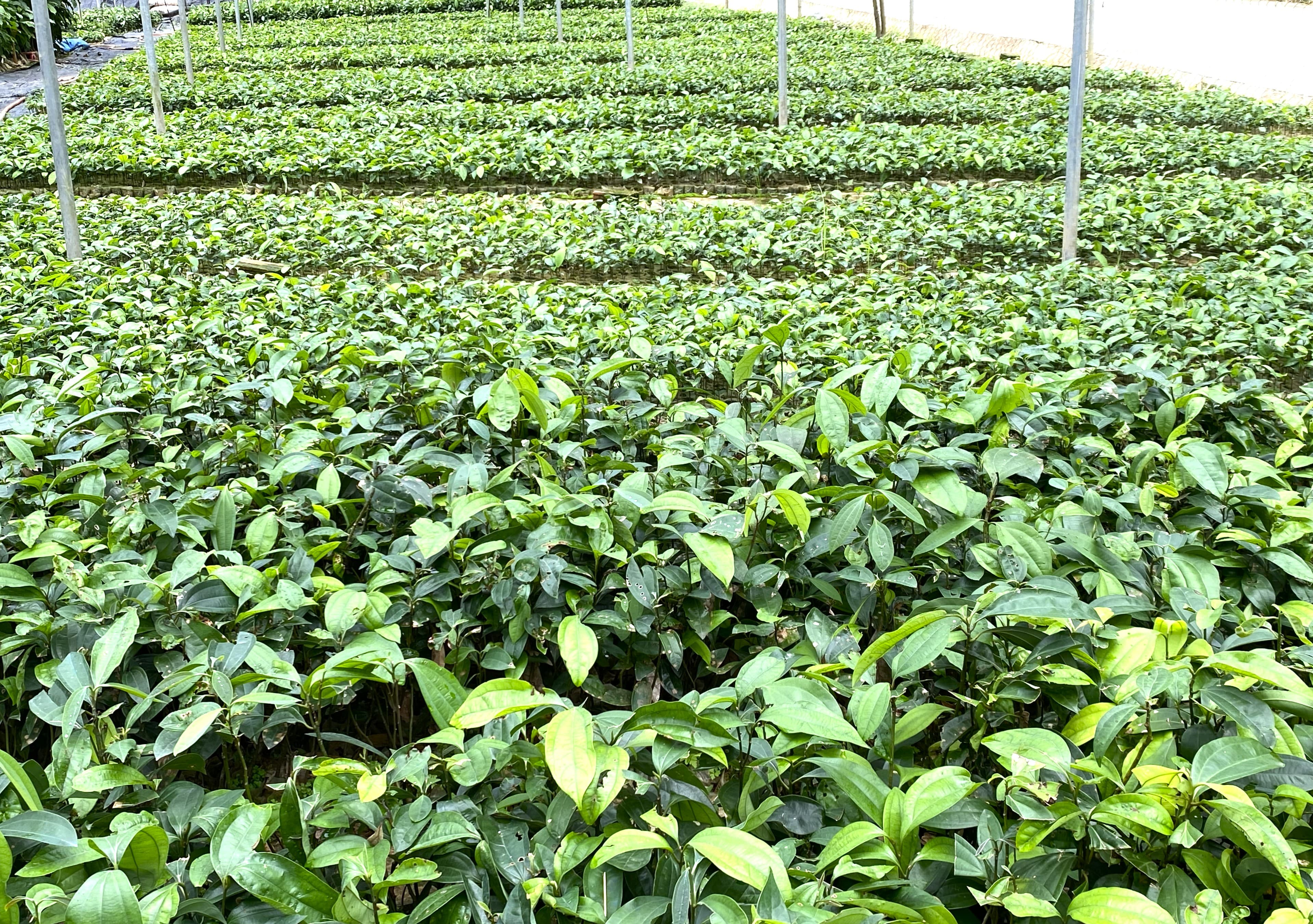 Ươm mầm cây quế