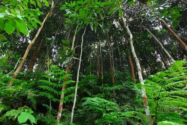 Bài Học Về Sự Kiên Nhẫn Từ Người Trồng Quế Trà Leng