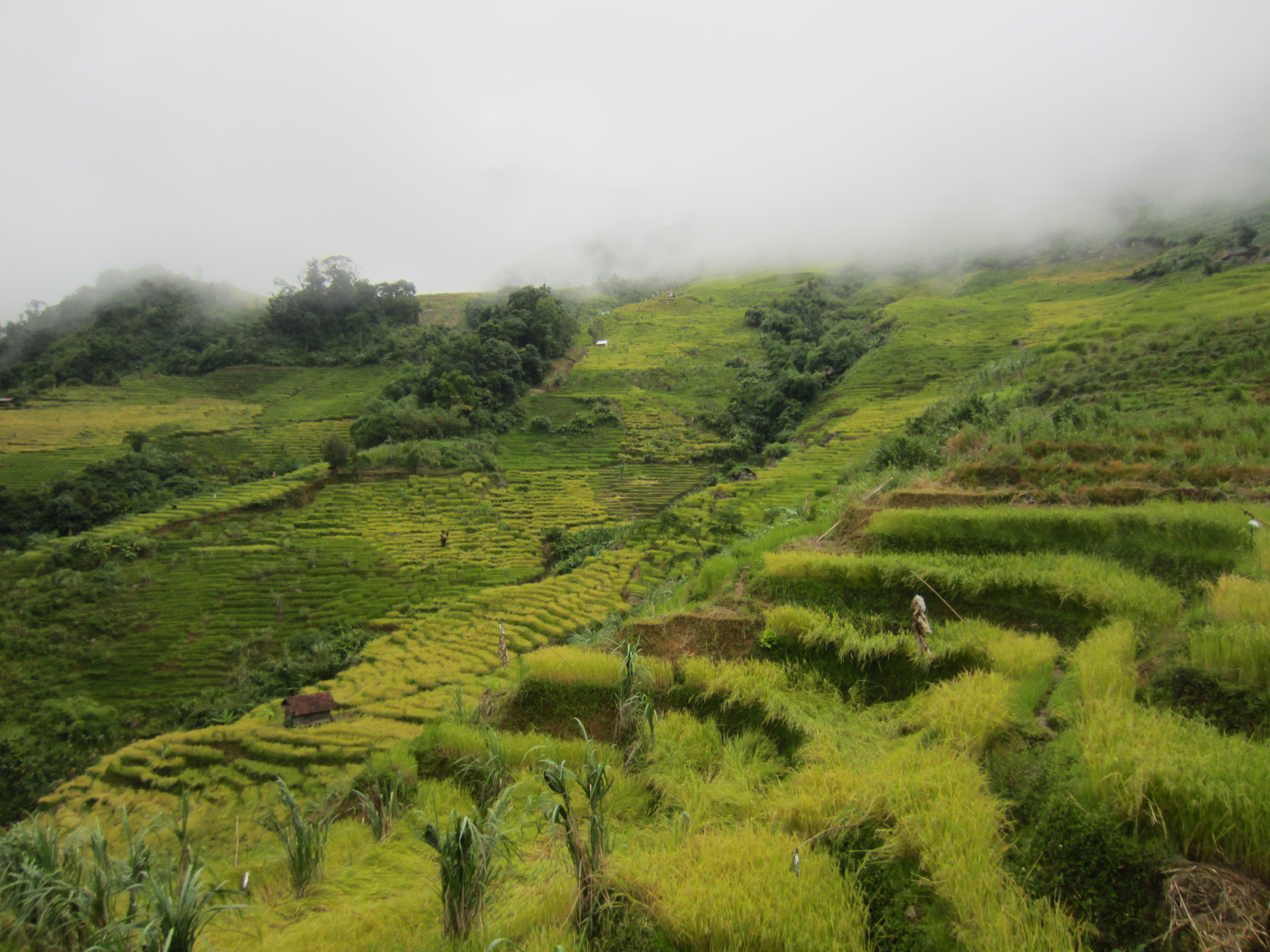 Ruộng bậc thang ở Ngọc Linh, Quảng Nam