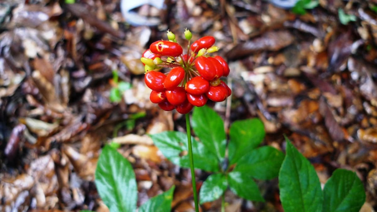 Sâm Ngọc Linh dưới tán rừng